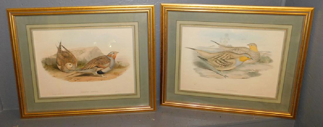 Pair of framed Gould ornithological prints.
