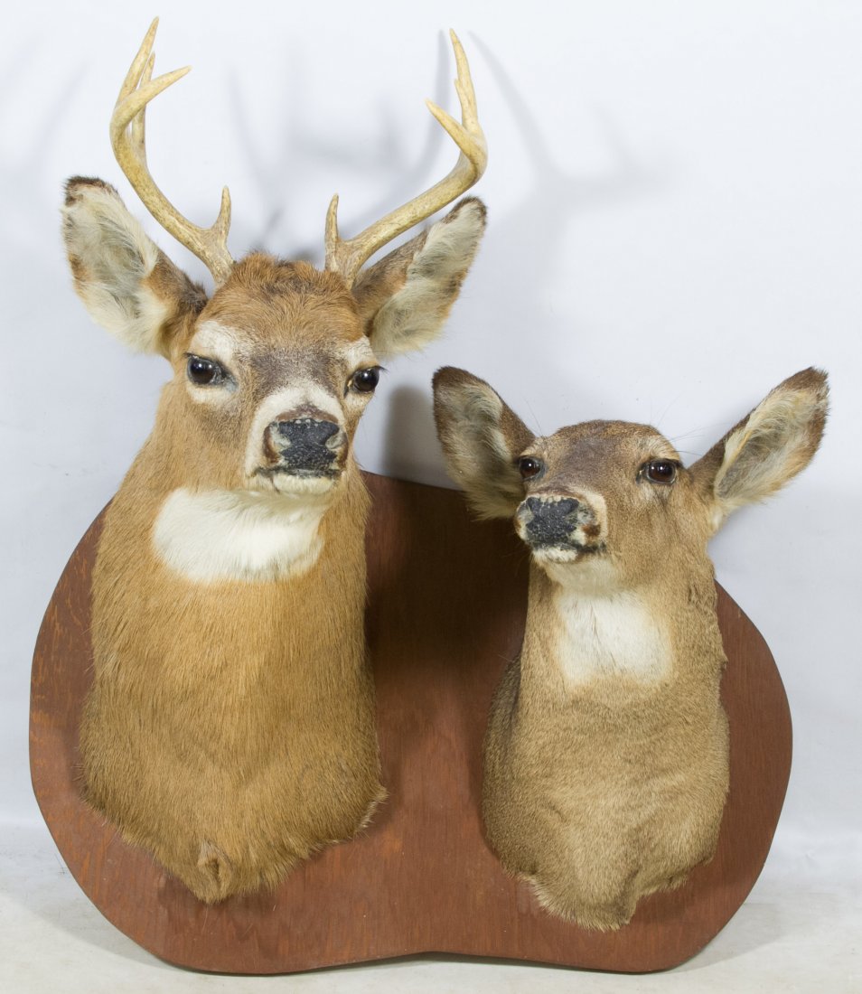 White Tail Buck and Doe Shoulder Mount Taxidermy