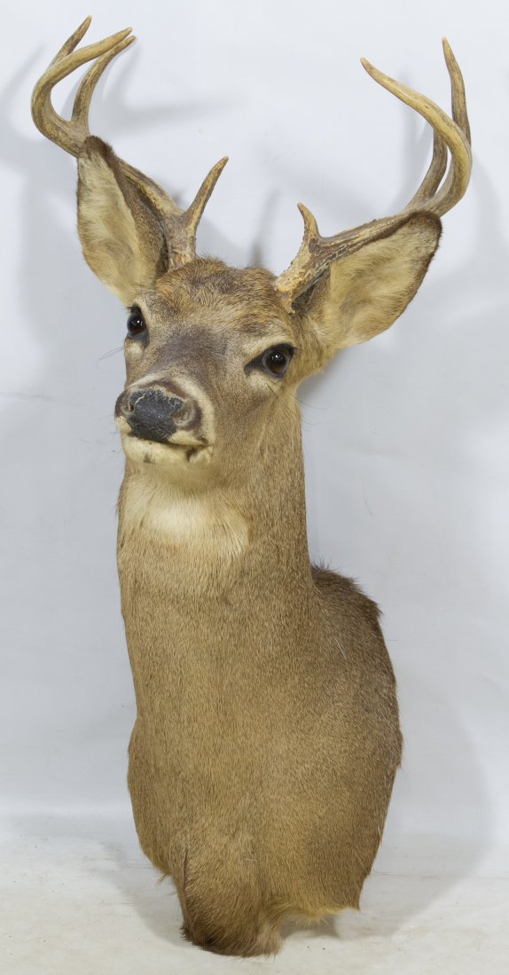 White Tail Deer Shoulder Mount Taxidermy