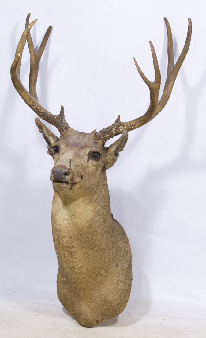 Deer Shoulder Mount Taxedermy
