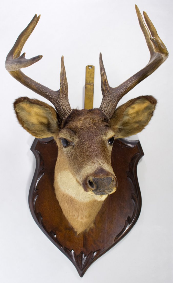 Deer Shoulder Mount Taxidermy
