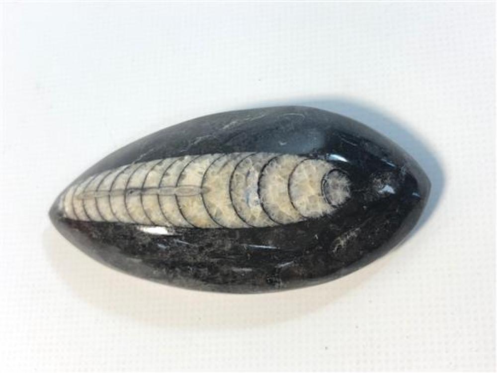 MOROCCAN ORTHOCERAS FOSSIL