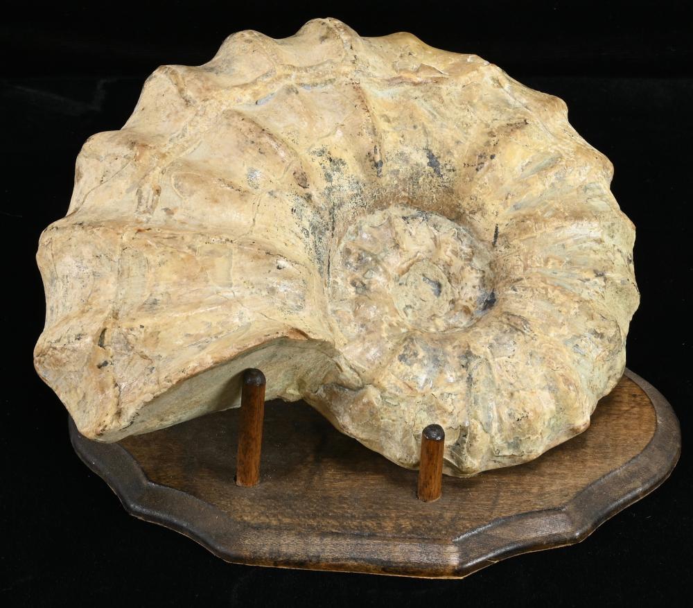 Ammonite Fossil Nautilus Shell