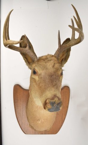 Deer Head Shoulder Taxidermy Mount