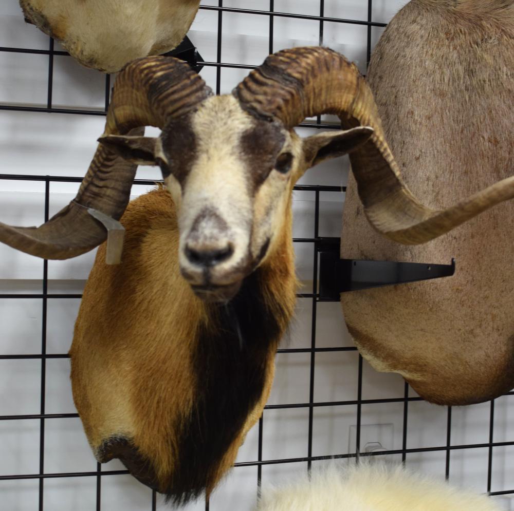 RAM SHOULDER MOUNT TAXIDERMY