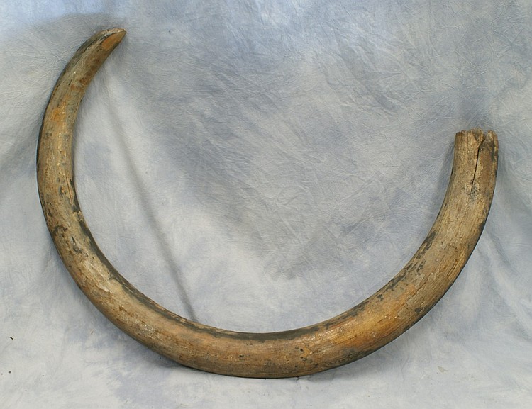 Wooly mammoth or mastodon tusk