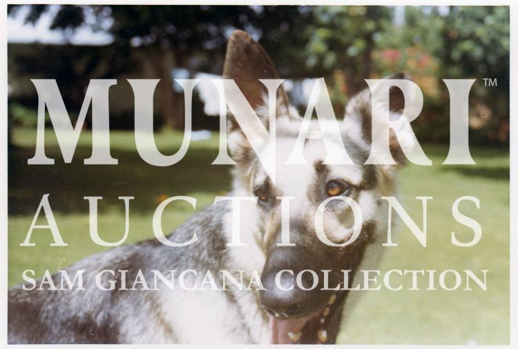 Sam Giancana - German Shepherd Dog - Cuernavaca, Mexico