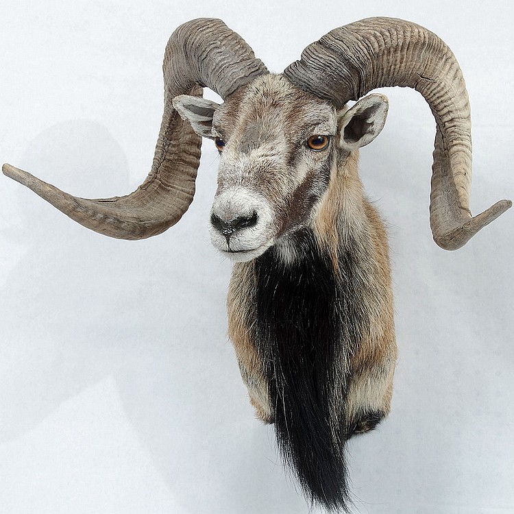 TAXIDERMY: SPANISH MOUFLON - Shoulder mount male