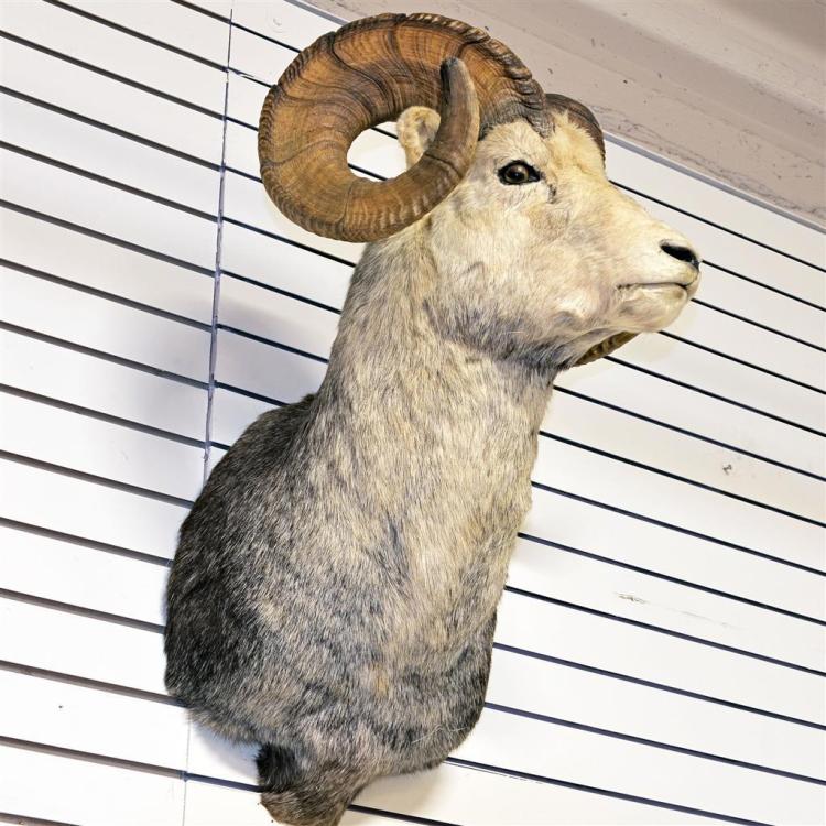 PHOTO CORRECTION: TAXIDERMY: BIGHORN SHEEP - Shoulder mount male