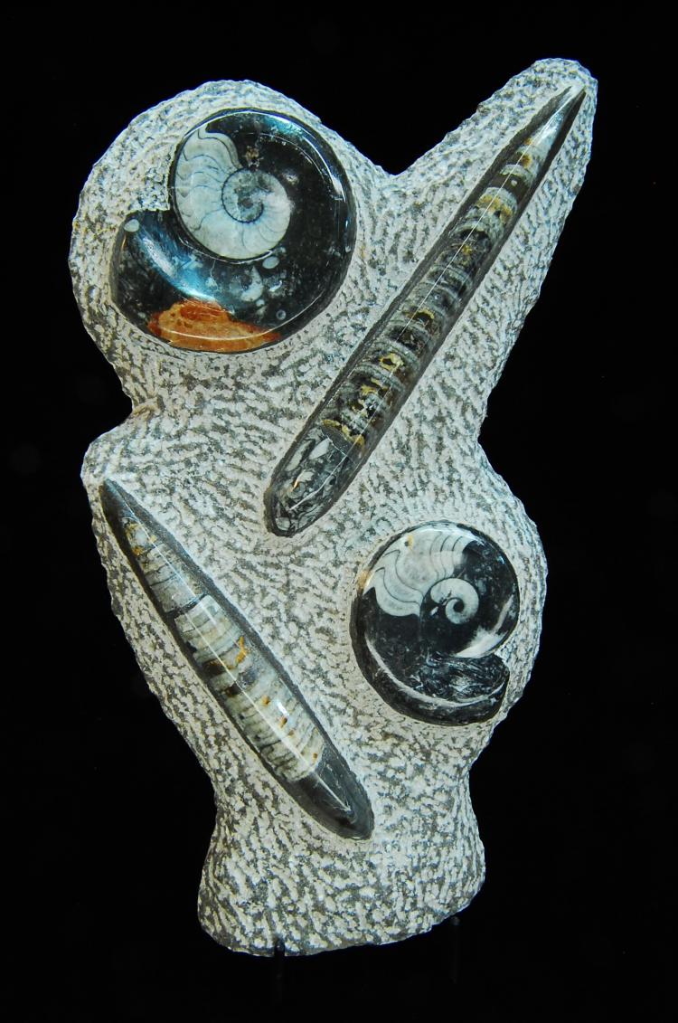 Natural Ammonite Orthoceras Fossil Stone Display