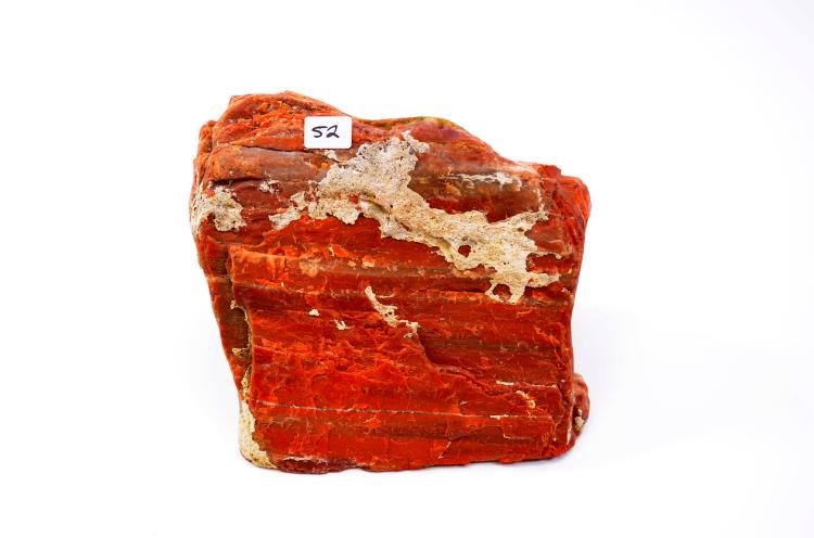 Large Chunk of Arizona Found Petrified Wood Cut Fossil Specimen