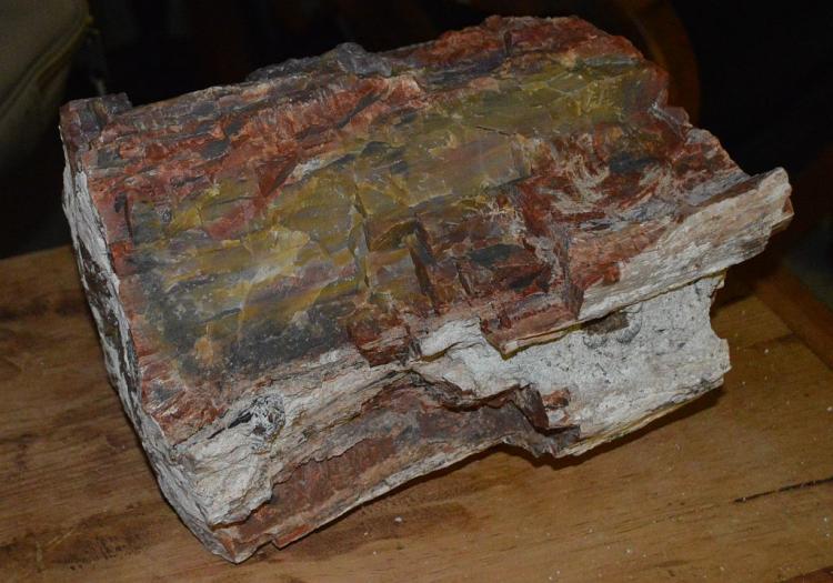 Petrified Wood Specimun