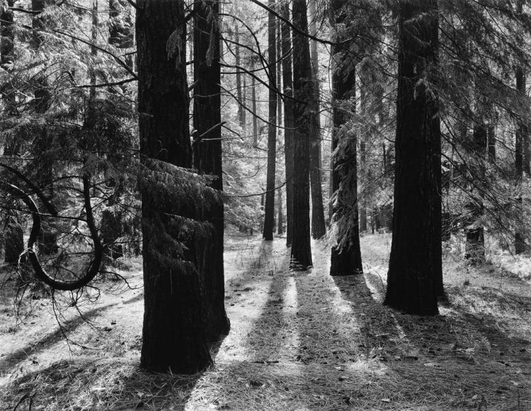 ANSEL ADAMS. Yosemite and the Range of Light.