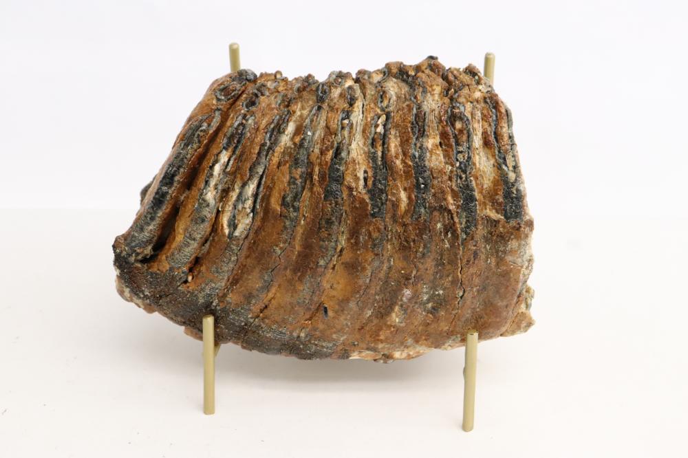 A fossil mammoth tooth