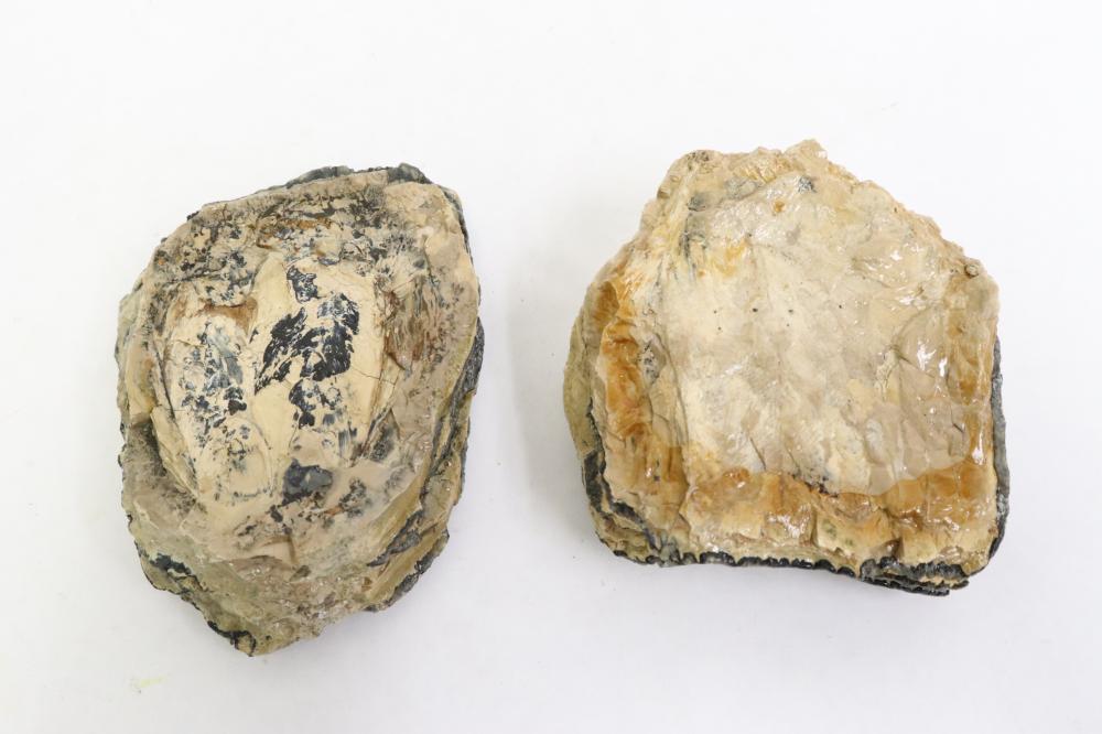 2 fossilized mammoth teeth fragment