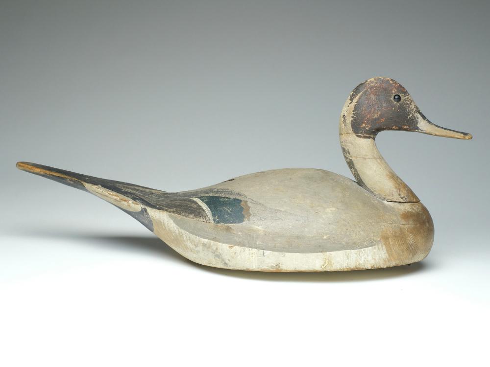 Rare pintail drake, Lloyd Sterling, Crisfield, Maryland.