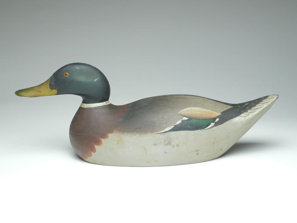 Excellent mallard