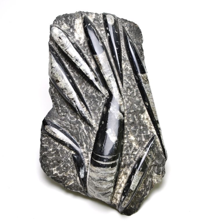ORTHOCERAS: TIME (ORDOVICIAN TO DEVONIAN)- LARGE FOSSIL SPECIMEN FOR DISPLAY