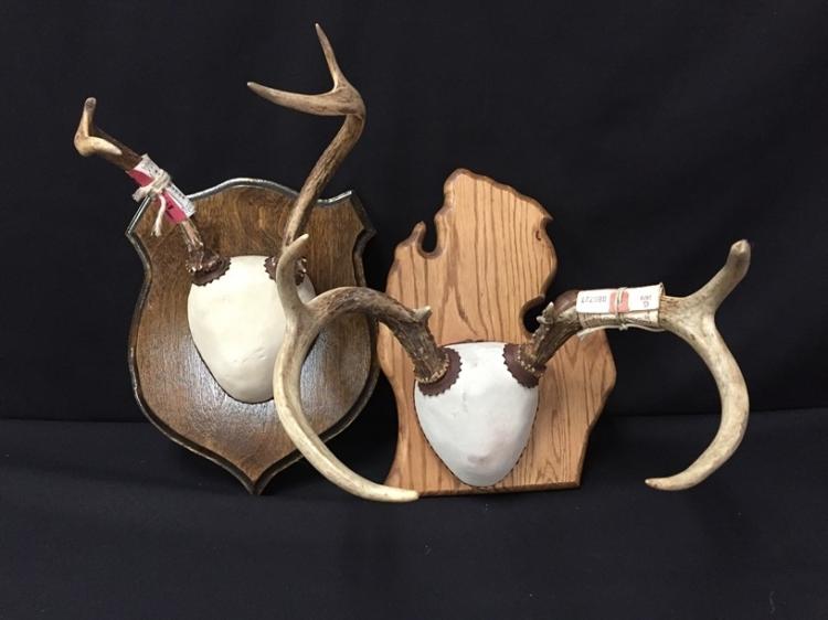 (2) White Tail Deer Buck Taxidermy Antler Mounts