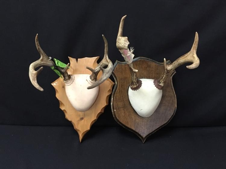 (2) White Tail Deer Buck Antler Taxidermy Mounts