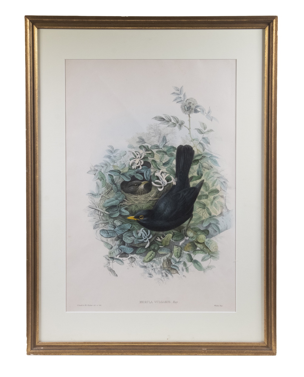 BRITISH ORNITHOLOGICAL PRINT BY JOHN GOULD (1804-1881) & HENRY C