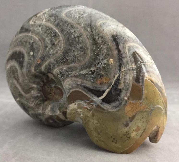 Superb stand-alone Ammonite fossil