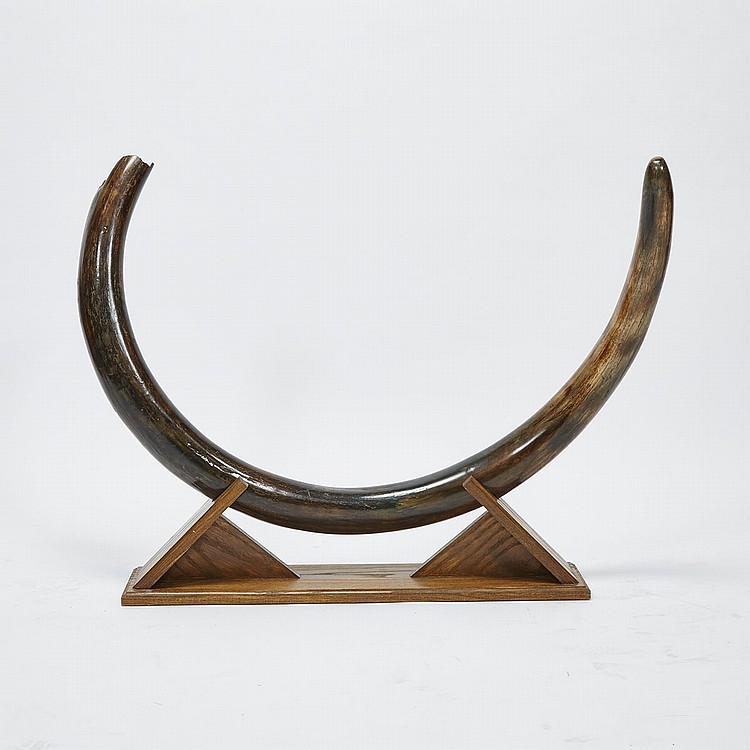 Yukon Territory Large Woolly Mammoth Tusk