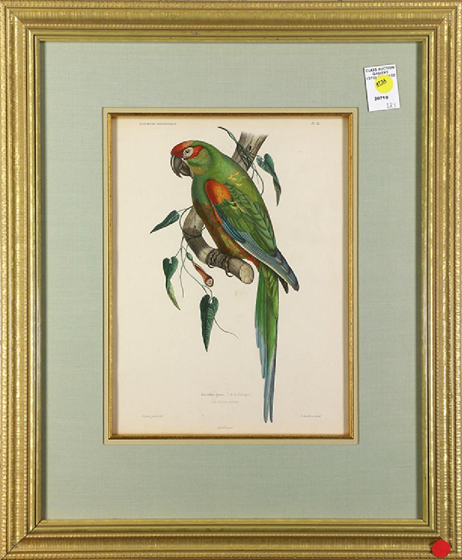 Ornithological Print