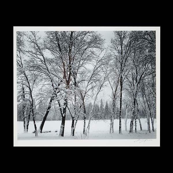 ANSEL ADAMS Young Oaks Signed Silver Gelatin Print