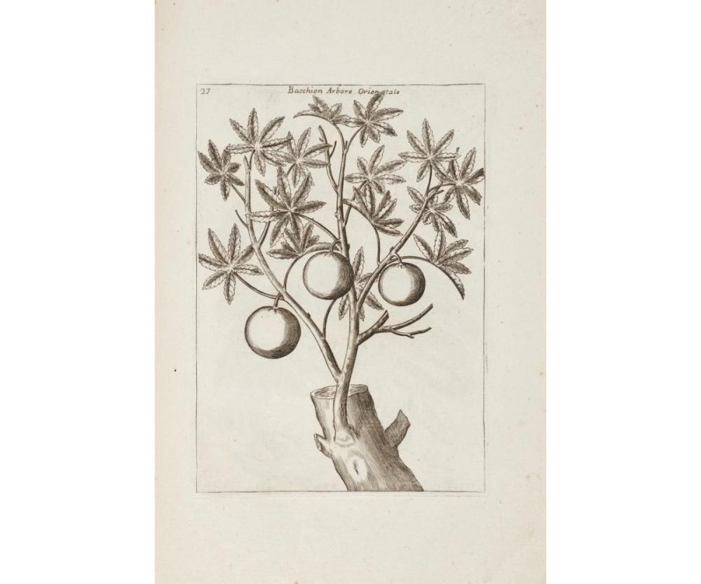 Zanoni, Giacomo Rariorum stirpium historia ex parte olim edita.