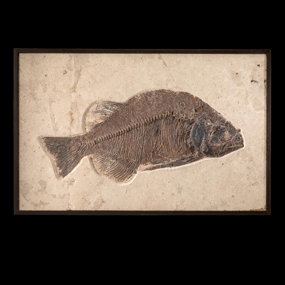 Large Fossil Fish on Matrix