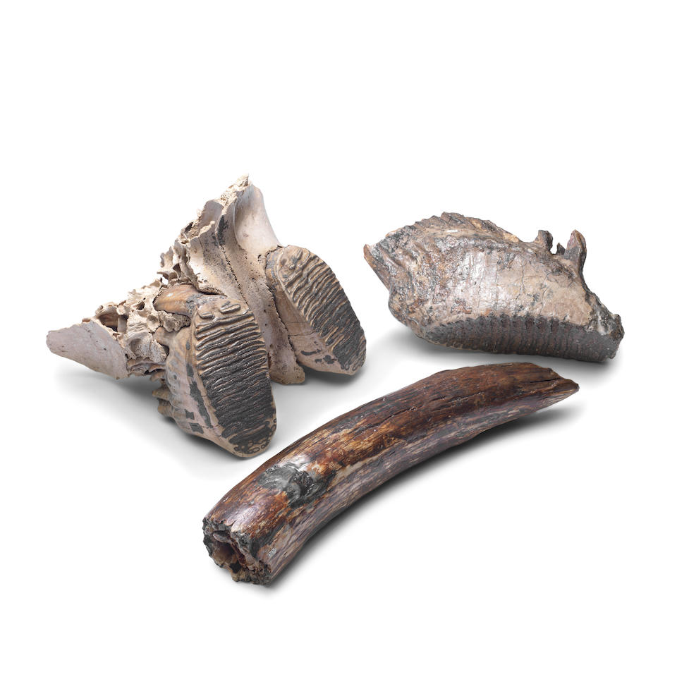 A MAMMOTH MOLAR (3)
