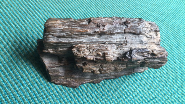 Petrified Wood Specimen