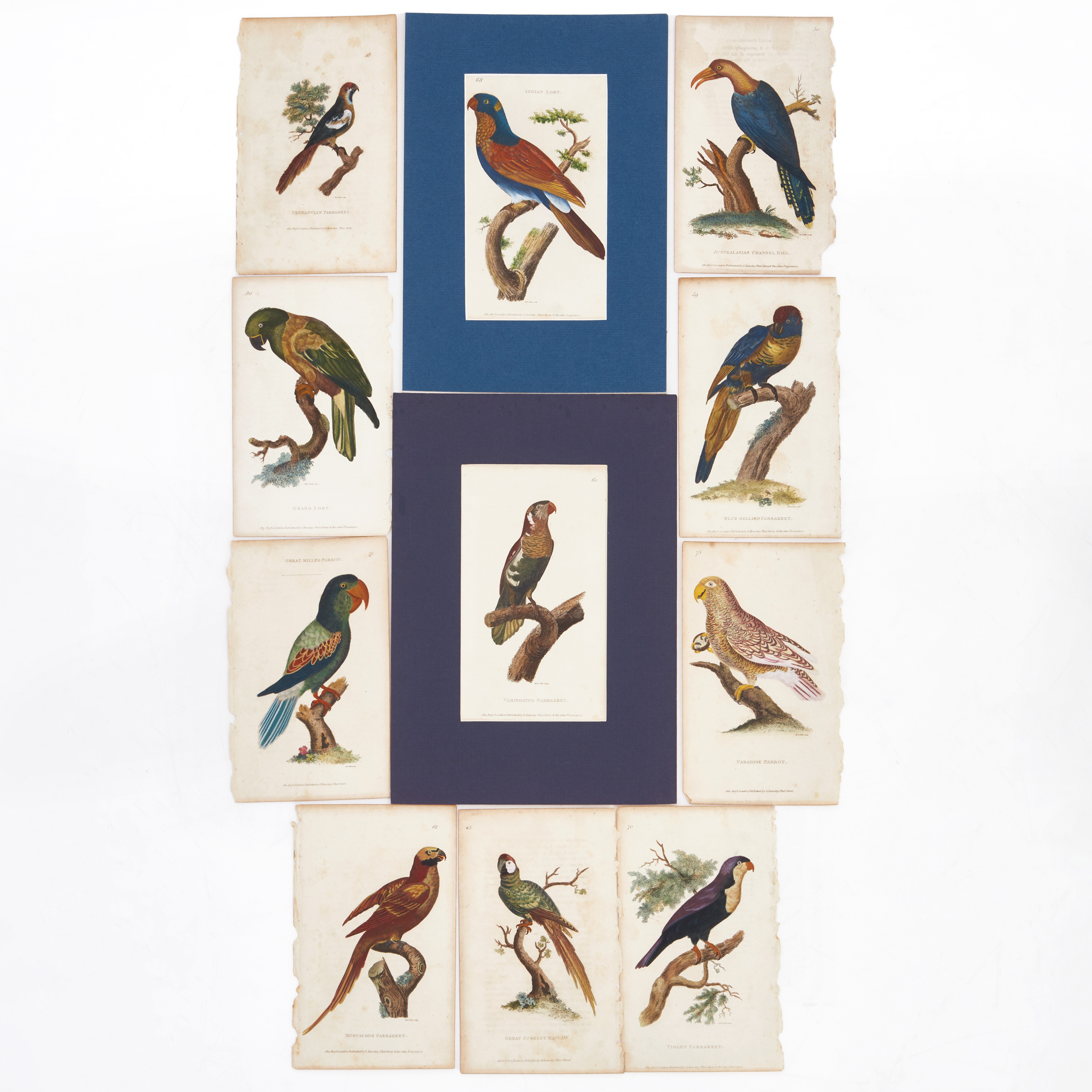 SHAW, (11) illustrationer ur "General Zoology or Systematic Natural