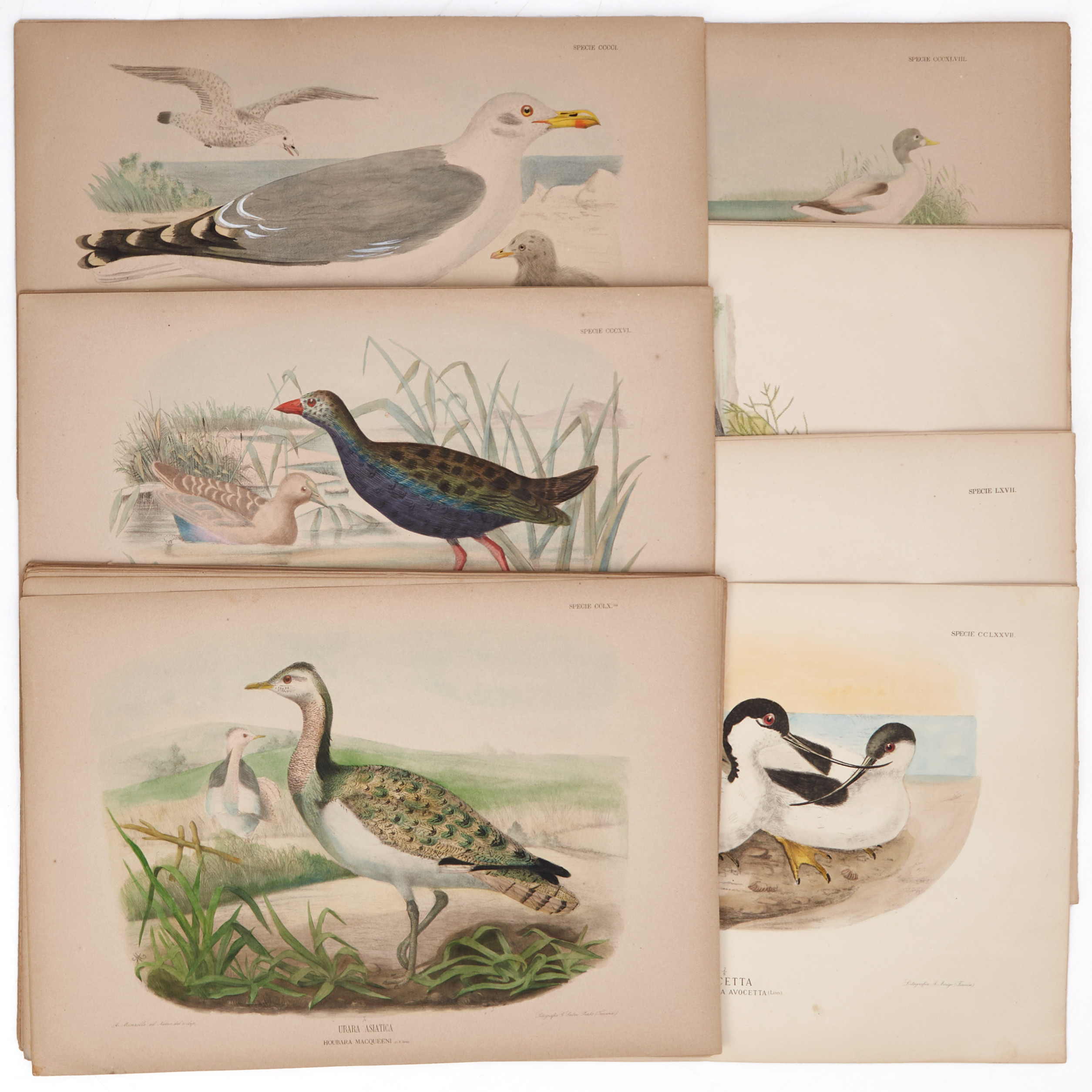 MANZELLA/GIGLIOLI, (72) illustrationer av fåglar ur "Iconografia dell'avifauna