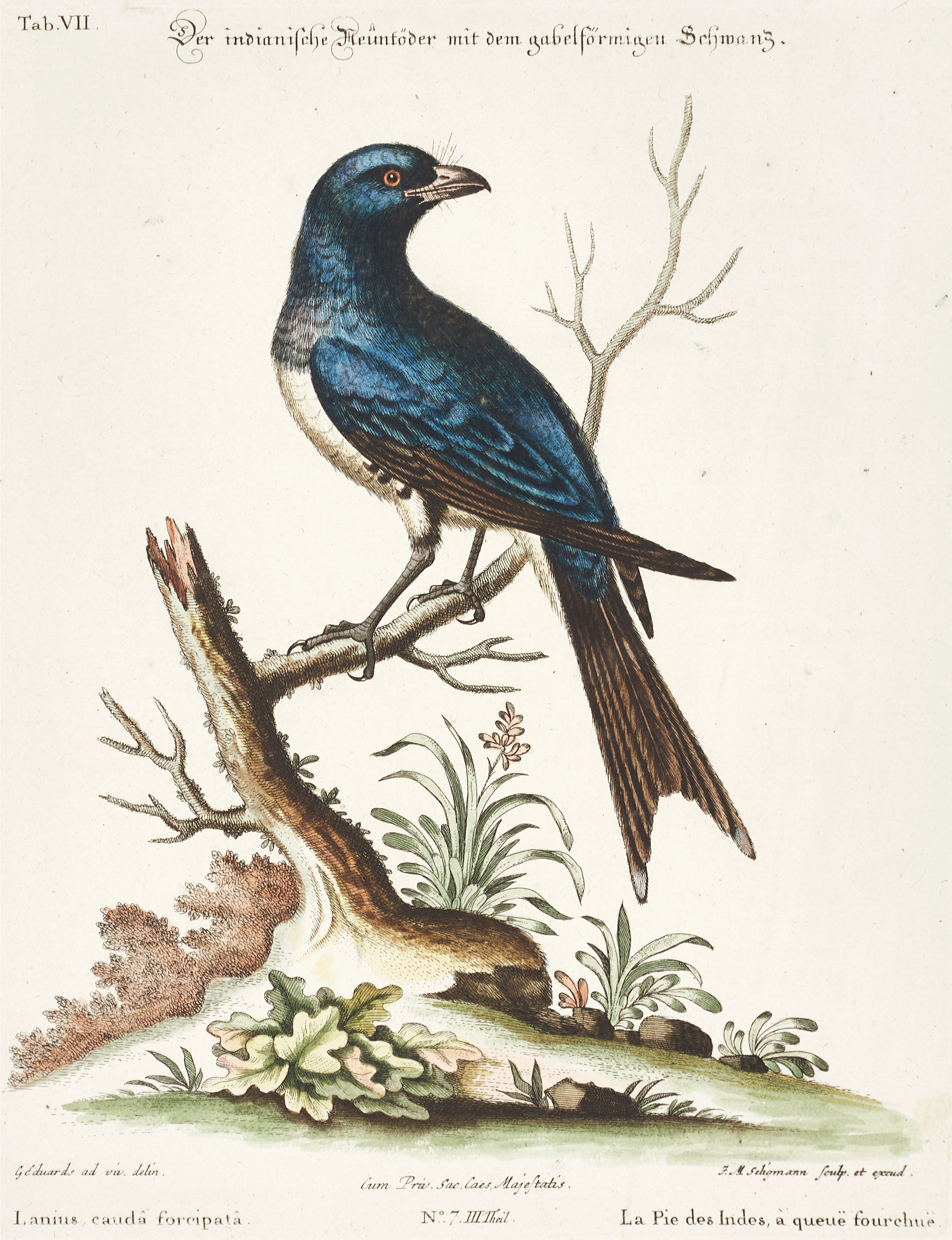 SELIGMANN, illustration ur "Sammlung verschiedener ausländischer und