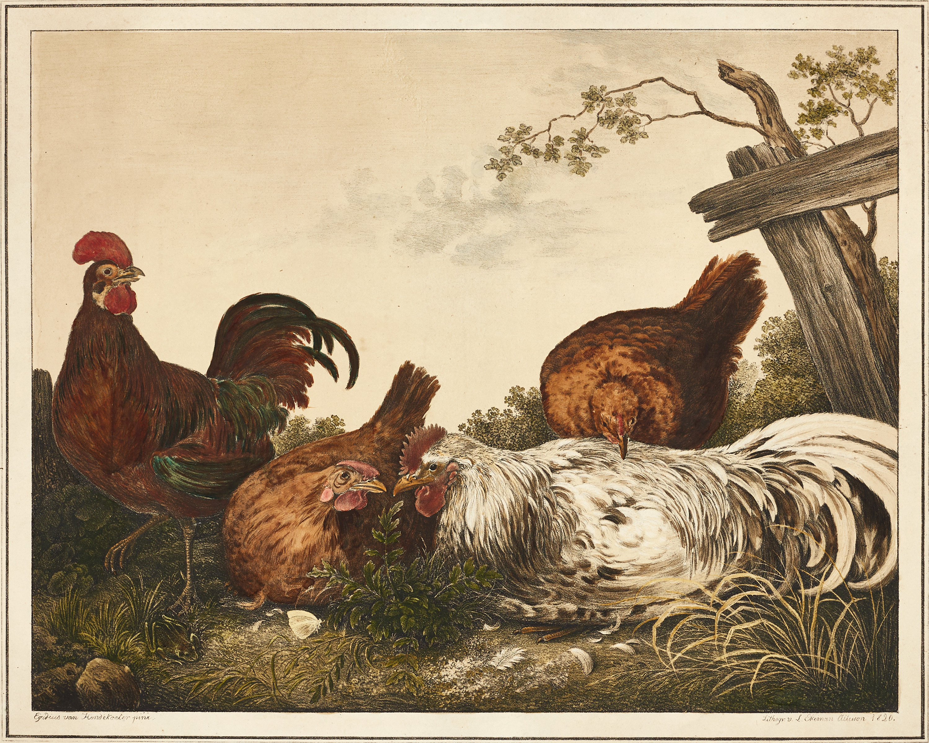 LORENZ EKEMAN-ALLESSON (1791-1828), handkolorerad litografi, hönsfåglar, 1820.
