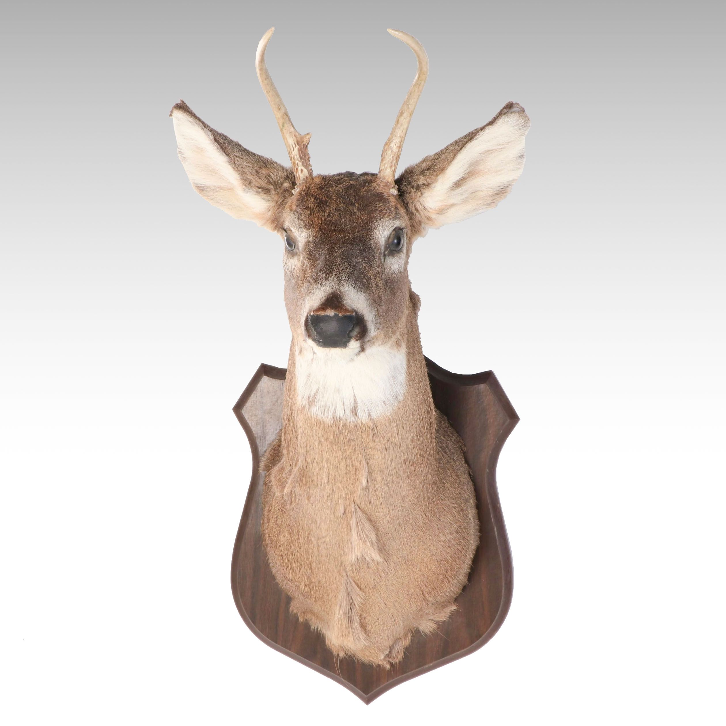 Taxidermy White-Tail Deer Spike Buck Shoulder Mount on Wood Armorial Plaque