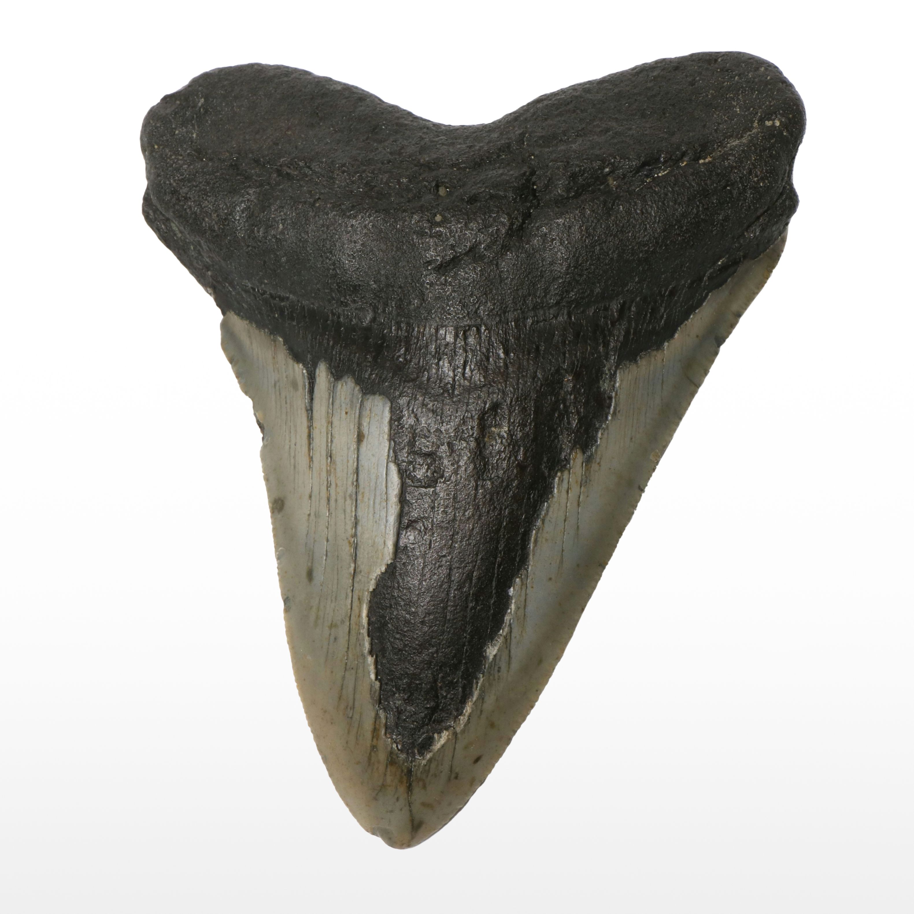 Megalodon Fossil Tooth
