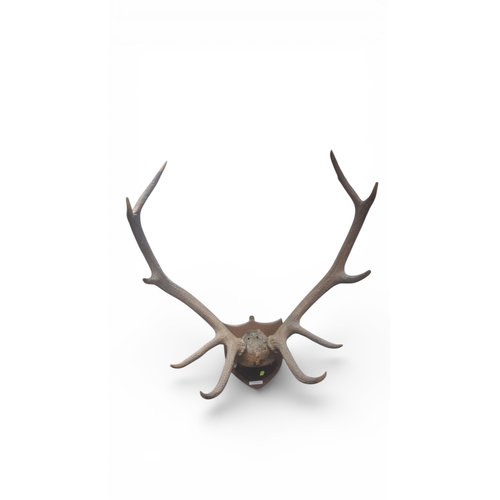 A mounted set of deer antlers on a shaped wooden shield plaq...
