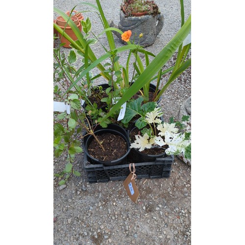 5 x potted garden plants in black plastic nursery pots, incl...