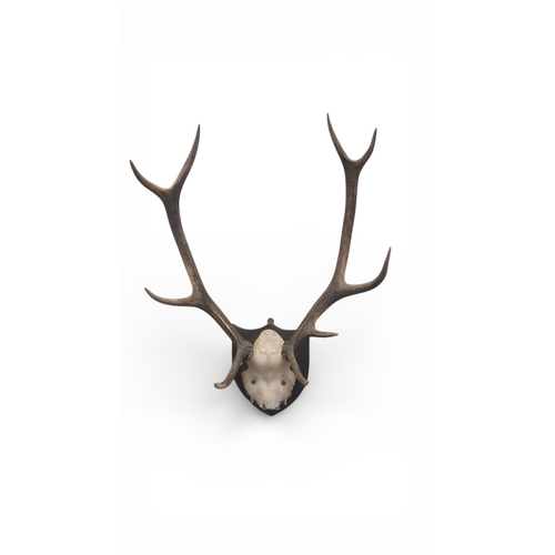 A mounted deer skull trophy with antlers, presented on a sha...