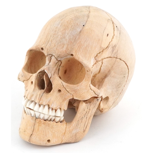 Carved softwood study of a human skull, 11cm in length.