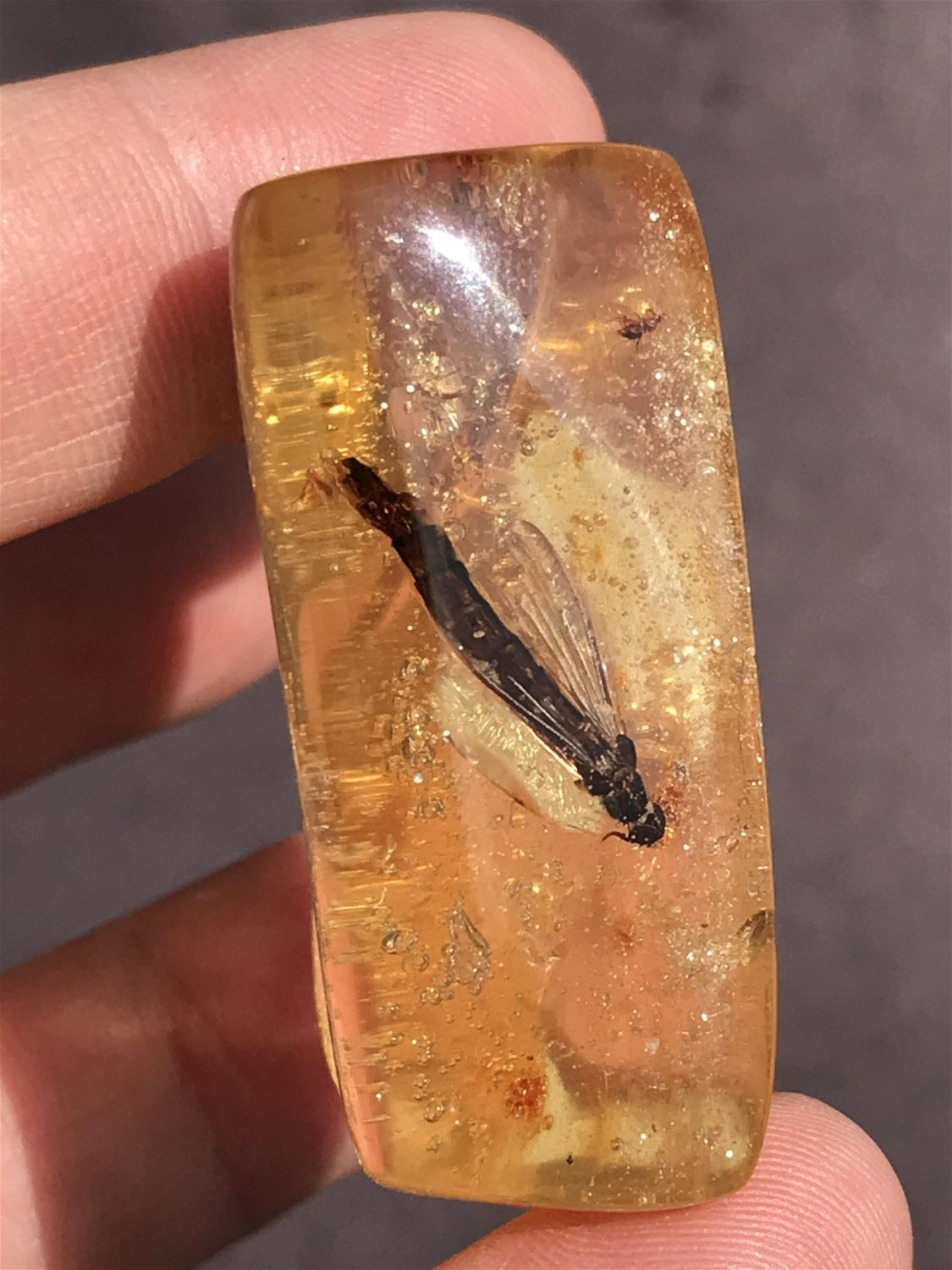 Amber, Fossil, Natural, Collectible, Specimen, Insect
