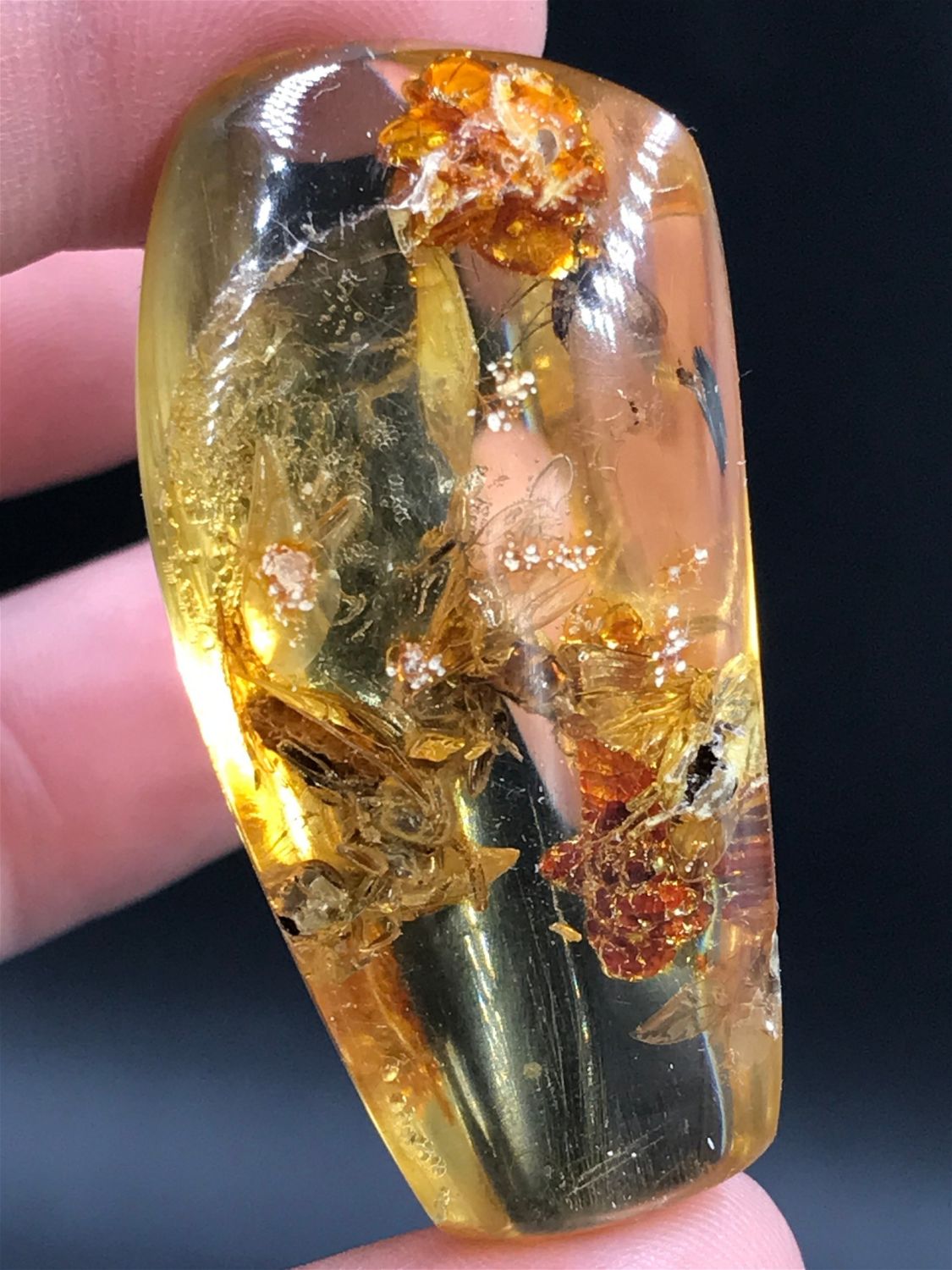 Amber, Fossil, Natural, Collectible, Specimen, Insect