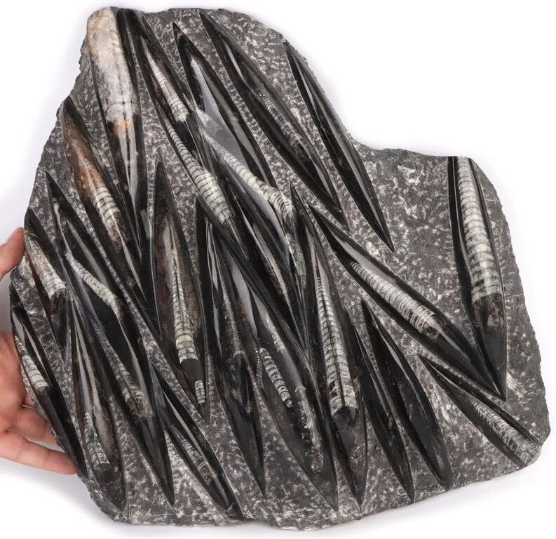 18 LB. ORTHOCERAS FOSSIL SPECIMEN 16 X 17"