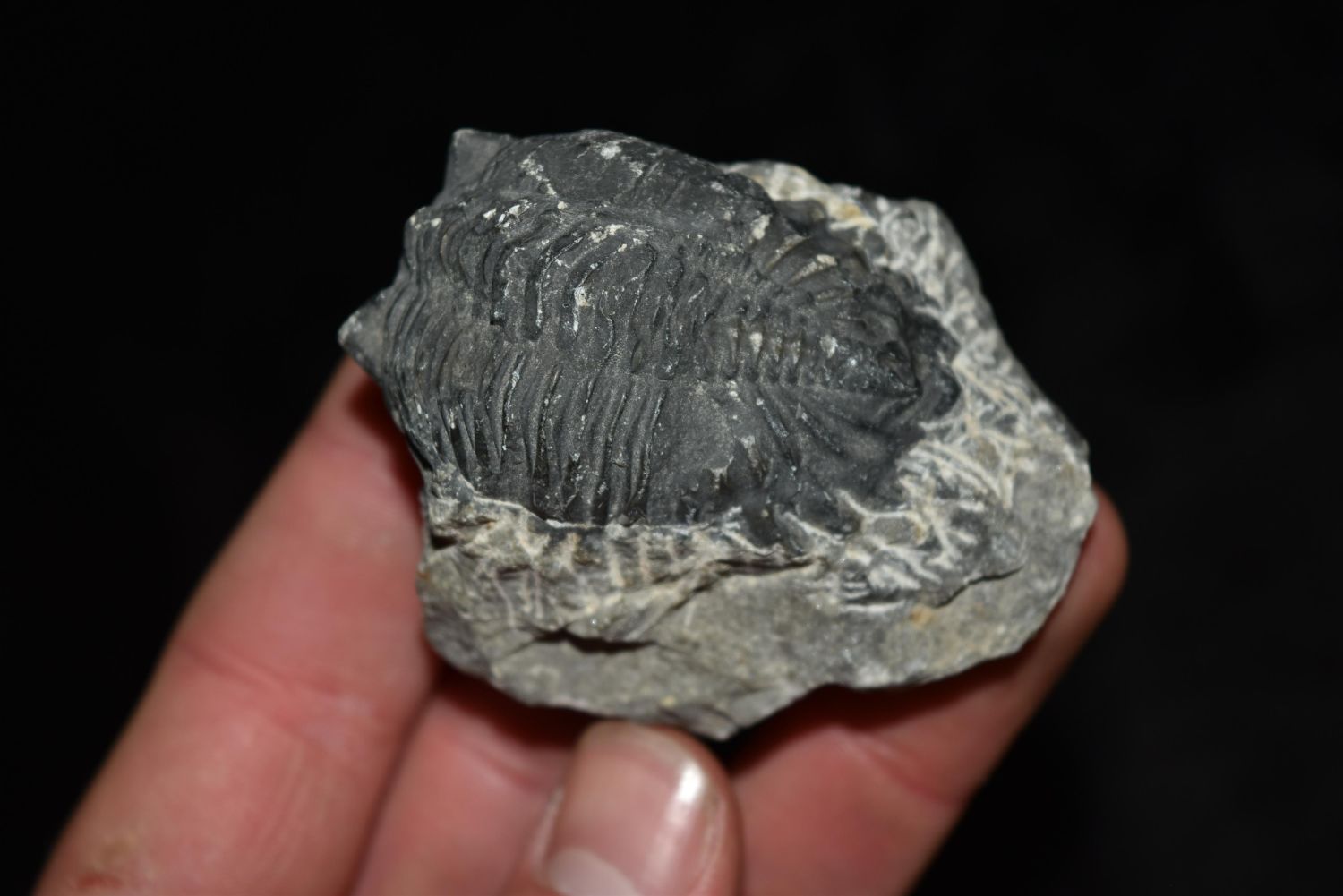 2" Trilobite Fossil