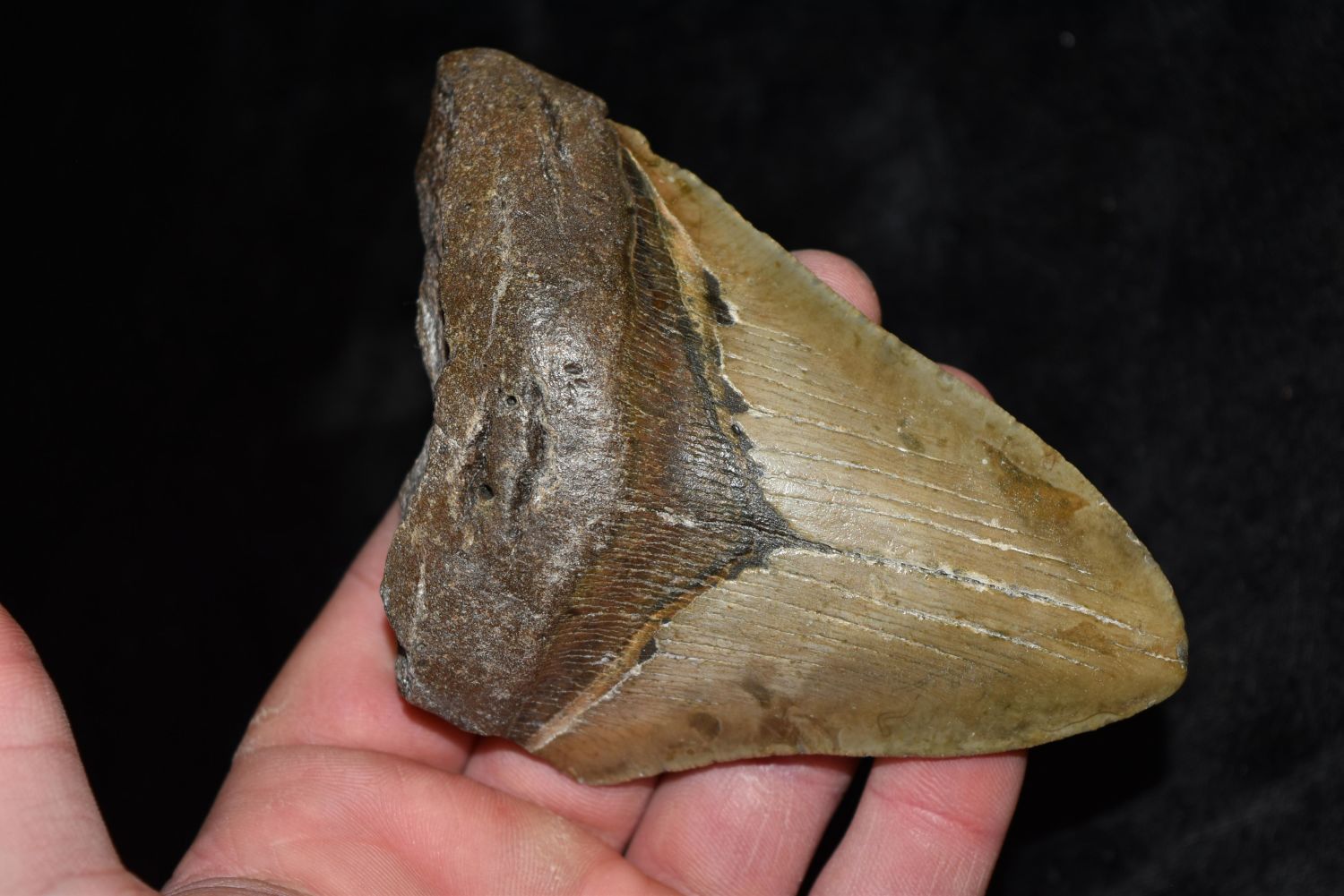 Huge Megalodon Shark Tooth Fossil, Found off Coast of