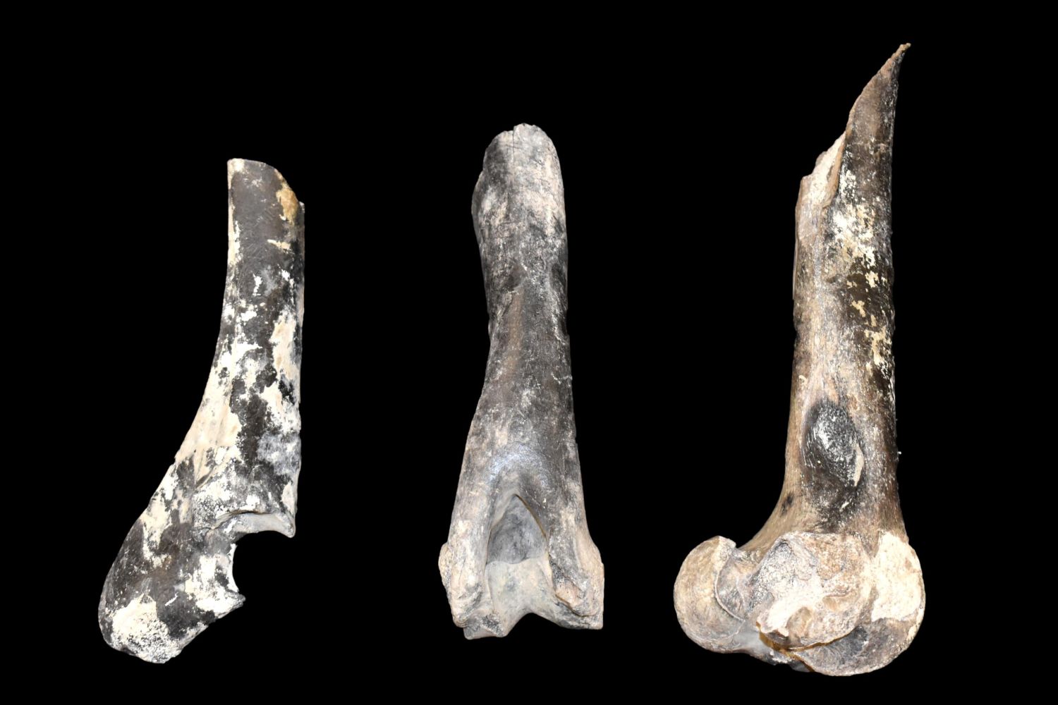 Lot of 3 Fossilized Mammoth Bones