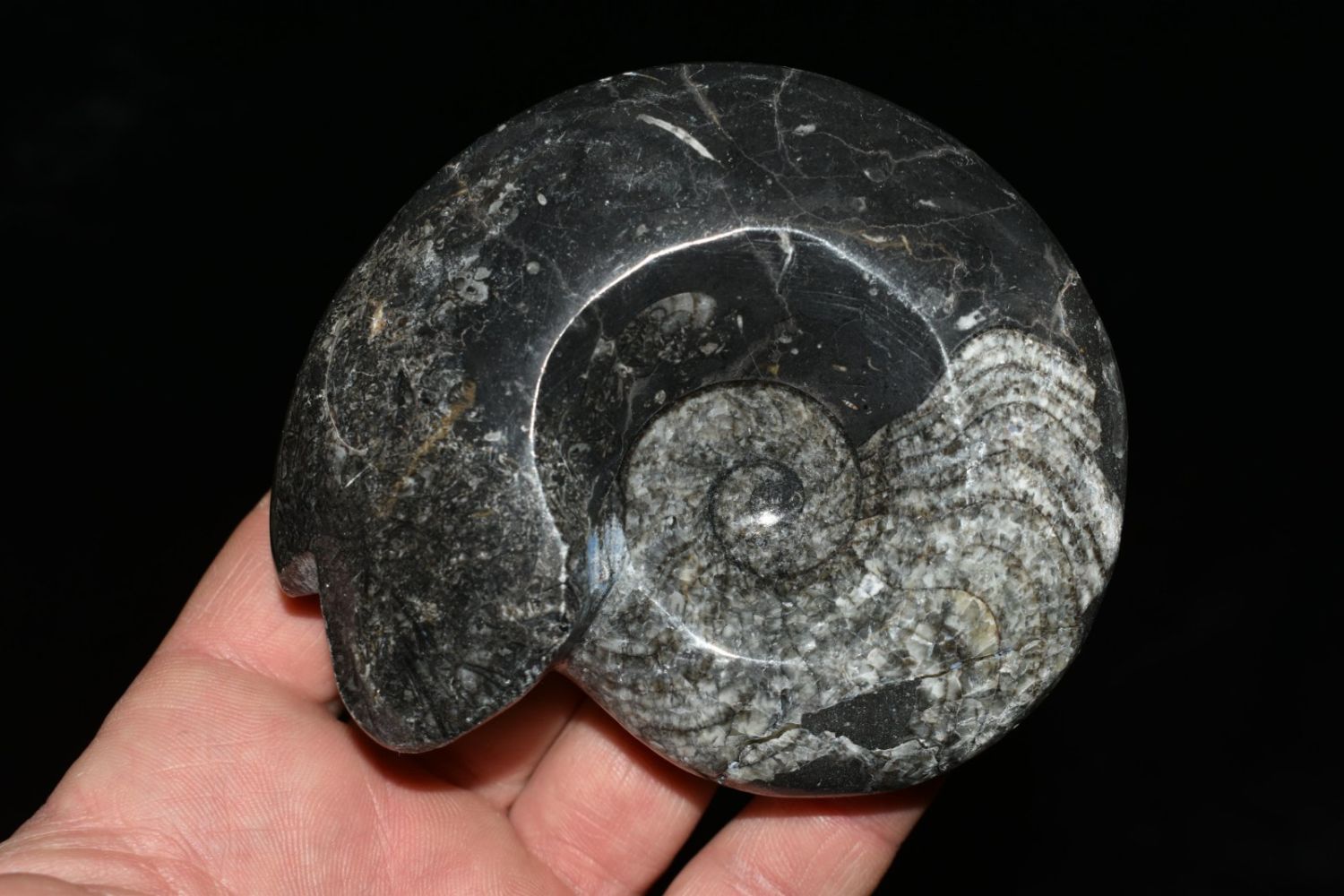 4" Large Polished Ammonite Fossil